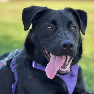 12-koda Koda