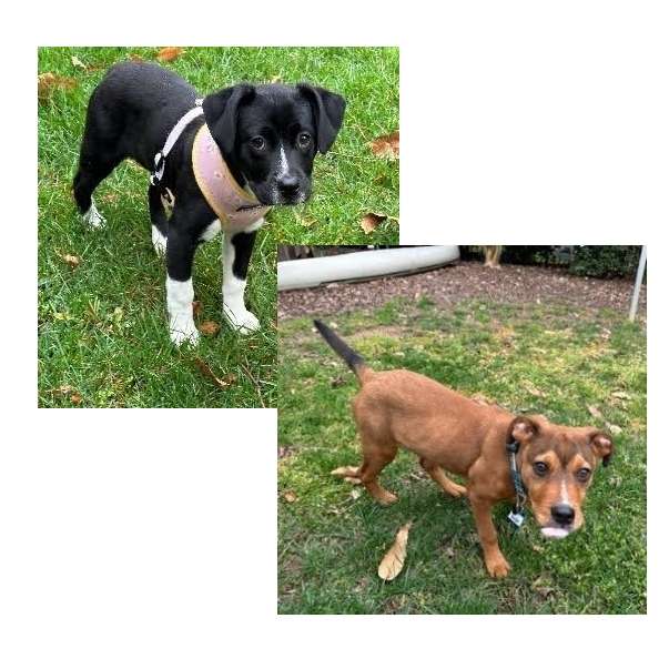 Ranger and Dakota