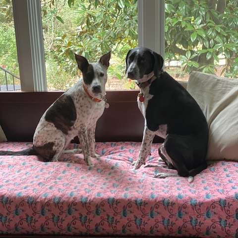 Bernie and Buddy (B&B) Bernie and Buddy