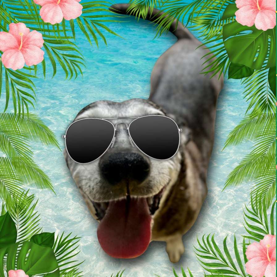Dog Days of Summer