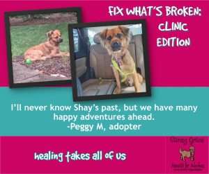Shay