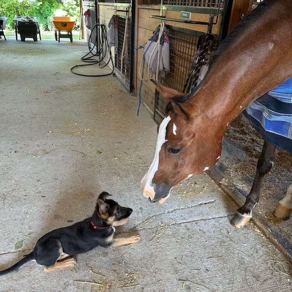 Dakota and his horse buddy