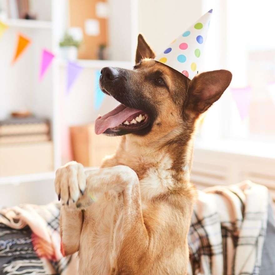 Party Dog