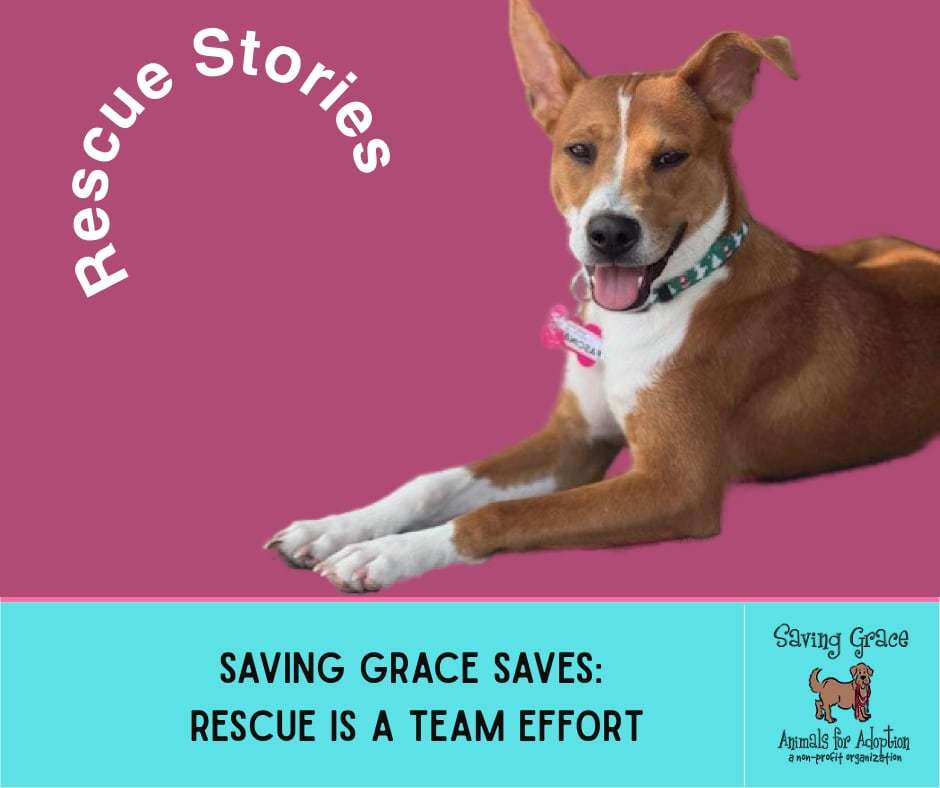 rescue-stories