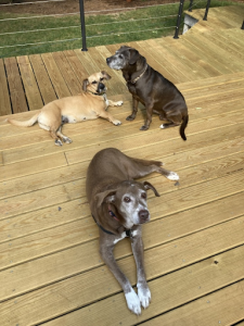 Sophie, Coach & Poppy