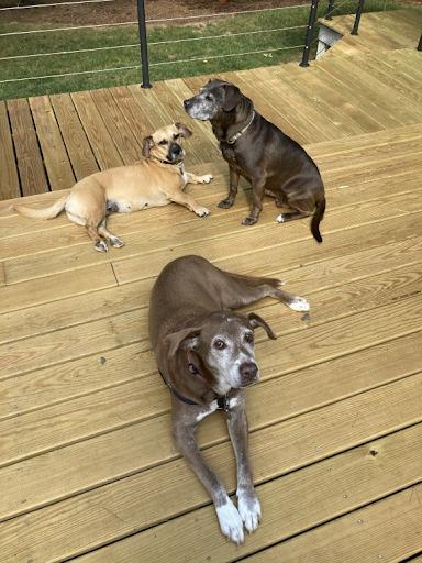 Sophie, Coach & Poppy